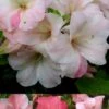 Sir Robert Dwarf Azalea - 3 Gallon Pot -Foxtail Plant Shop Azalea Sir Robert 3 500x750 1
