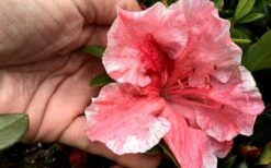 Tama No Hada Azalea - 3 Gallon Pot -Foxtail Plant Shop Azalea Tama No Hada Closeup