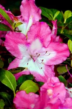 Vibrant Azalea (Harris Hybrid) - 1 Gallon Pot 9 Vibrant Azalea (Harris Hybrid) - 1 Gallon Pot -Foxtail Plant Shop Azalea Vibrant 1