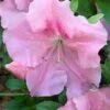 Watchet Dwarf Pink Azalea - 1 Gallon Pot -Foxtail Plant Shop Azalea Watchet 2
