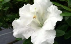 Gumpo White Dwarf Azalea - 2 Gallon Pot -Foxtail Plant Shop Azalea White Gumpo 1