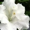Gumpo White Dwarf Azalea - 2 Gallon Pot -Foxtail Plant Shop Azalea White Gumpo 500x750 2