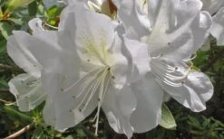 Mrs. G.G. Gerbing White Southern Indica Azalea - 3 Gallon Pot -Foxtail Plant Shop Azlea GG Gerbing Flower