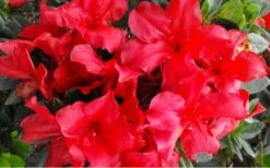 Fireside Red Bloom 'N Again Azalea - 2 Gallon Pot -Foxtail Plant Shop Bloom N Again Azalea Fireside Red