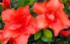 Orange Frost Bloom 'N Again Azalea - 1 Gallon Pot -Foxtail Plant Shop Bloom N Again Azalea Orange Frost