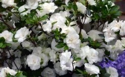 Snowball Bloom 'N Again Azalea - 2 Gallon Pot -Foxtail Plant Shop Bloom N Again Azalea Snowball