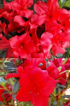 Fireside Red Bloom 'N Again Azalea - 2 Gallon Pot -Foxtail Plant Shop Bloom N Again Fireside Red 1 500x750 1