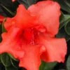 Orange Frost Bloom 'N Again Azalea - 1 Gallon Pot -Foxtail Plant Shop Bloom N Again Orange Frost 1 500x750 1