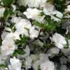 Snowball Bloom 'N Again Azalea - 2 Gallon Pot -Foxtail Plant Shop Bloom N Again Snowball 1 500x750 1