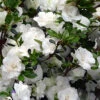 Snowball Bloom 'N Again Azalea - 6 Pack Of 1 Gallon Pots -Foxtail Plant Shop Bloom N Again Snowball 1 500x750 2