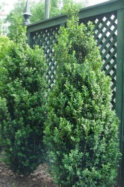 Dee Runk Columnar Boxwood - 3 Gallon Pot -Foxtail Plant Shop Boxwood Dee Runk 2 500x750 1