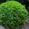 Dwarf English Boxwood - 2 Gallon Pot -Foxtail Plant Shop Boxwood Dwarf English 1
