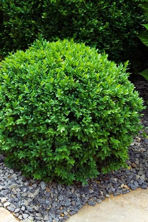 Dwarf English Boxwood - 2 Gallon Pot 1 Dwarf English Boxwood - 2 Gallon Pot
