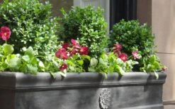 Dwarf English Boxwood - 2 Gallon Pot 9 Dwarf English Boxwood - 2 Gallon Pot -Foxtail Plant Shop Boxwood Dwarf English 2