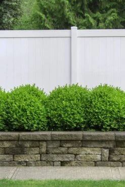 Dwarf English Boxwood - 6 Pack Of 1 Gallon Pots -Foxtail Plant Shop Boxwood Dwarf English 3 2