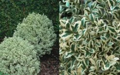 Dwarf Variegated Boxwood - 3 Gallon Pot -Foxtail Plant Shop Boxwood Dwarf Variegated 50 4