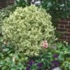 Dwarf Variegated Boxwood - 1 Gallon Pot -Foxtail Plant Shop Boxwood Dwarf Variegated 500x750 3