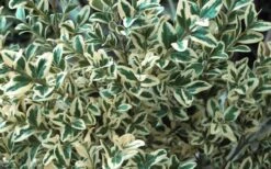 Dwarf Variegated Boxwood - 6 Pack Of 1 Gallon Pots -Foxtail Plant Shop Boxwood Dwarf Variegated 51 1