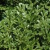 Franklins Gem Dwarf Boxwood - 3 Gallon Pot 8 Franklins Gem Dwarf Boxwood - 3 Gallon Pot -Foxtail Plant Shop Boxwood Franklins Dwarf BS 1