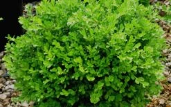 Franklins Gem Dwarf Boxwood - 6 Pack Of 1 Gallon Pots -Foxtail Plant Shop Boxwood Franklins Gem 2