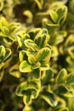 Golden Triumph Variegated Dwarf Boxwood - 3 Gallon Pot -Foxtail Plant Shop Boxwood Golden Triumph 3 1