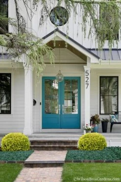 Golden Triumph Variegated Dwarf Boxwood - 3 Gallon Pot -Foxtail Plant Shop Boxwood Golden Triumph 7 1