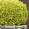 Golden Triumph Variegated Dwarf Boxwood - 1 Gallon Pot 9 Golden Triumph Variegated Dwarf Boxwood - 1 Gallon Pot -Foxtail Plant Shop Boxwood Golden Triumph 9 2