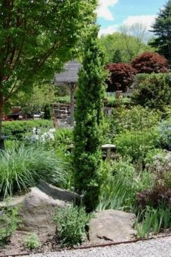 Graham Blandy Columnar Boxwood - 6 Pack Of 1 Gallon Pots -Foxtail Plant Shop Boxwood Graham Blandy 2