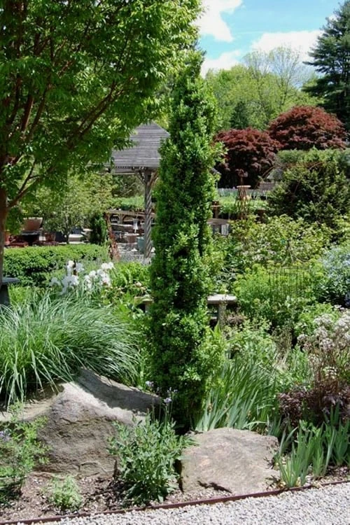 Graham Blandy Columnar Boxwood - 1 Gallon Pot 4 Graham Blandy Columnar Boxwood - 1 Gallon Pot - Image 4