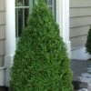 Green Mountain Boxwood - 2.5 Quart Pot -Foxtail Plant Shop Boxwood Green Mountain 11 2