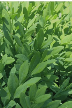 Green Mountain Boxwood - 2.5 Quart Pot -Foxtail Plant Shop Boxwood Green Mountain 12 2