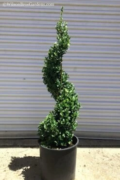 Green Mountain Boxwood Spiral Topiary - 5 Gallon Pot -Foxtail Plant Shop Boxwood Green Mountain Spiral 1