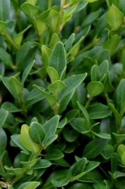 Green Velvet Boxwood - 7 Gallon Pot -Foxtail Plant Shop Boxwood Green Velvet 1