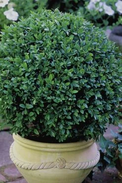 Green Velvet Boxwood - 7 Gallon Pot -Foxtail Plant Shop Boxwood Green Velvet 3