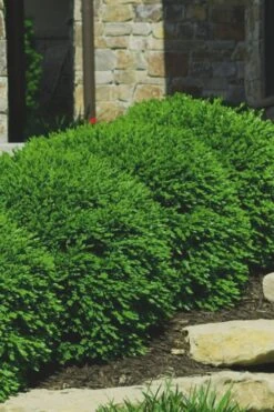 Green Velvet Boxwood - 6 Pack Of 1 Gallon Pots -Foxtail Plant Shop Boxwood Green Velvet 7 2