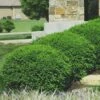 Green Velvet Boxwood - 6 Pack Of 1 Gallon Pots -Foxtail Plant Shop Boxwood Green Velvet 8 2