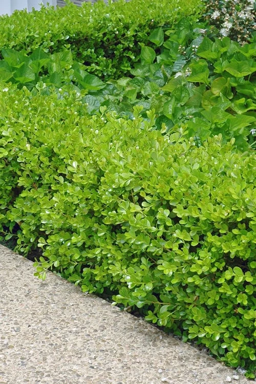 Japanese Boxwood - Buxus Microphylla - 6 Pack Of 1 Gallon Pots 1 Japanese Boxwood - Buxus Microphylla - 6 Pack Of 1 Gallon Pots