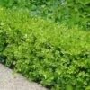 Japanese Boxwood (Buxus Microphylla) - 7 Gallon Pot -Foxtail Plant Shop Boxwood Japanese 500x750 2