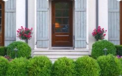 Japanese Boxwood (Buxus Microphylla) - 7 Gallon Pot -Foxtail Plant Shop Boxwood Japanese Entryway 1