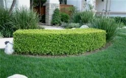 Japanese Boxwood (Buxus Microphylla) - 7 Gallon Pot -Foxtail Plant Shop Boxwood Japanese Hedge 1