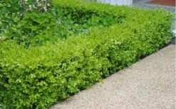 Japanese Boxwood - Buxus Microphylla - 1 Gallon Pot -Foxtail Plant Shop Boxwood Japanese Hedge 2 3