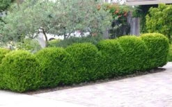 Japanese Boxwood - Buxus Microphylla - 6 Pack Of 1 Gallon Pots 13 Japanese Boxwood - Buxus Microphylla - 6 Pack Of 1 Gallon Pots -Foxtail Plant Shop Boxwood Japanese Hedge 3
