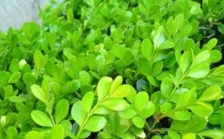 Japanese Boxwood (Buxus Microphylla) - 7 Gallon Pot -Foxtail Plant Shop Boxwood Japanese Leaves Closeup 1