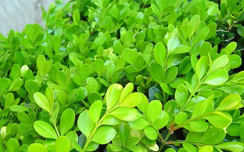 Japanese Boxwood - Buxus Microphylla - 6 Pack Of 1 Gallon Pots 8 Japanese Boxwood - Buxus Microphylla - 6 Pack Of 1 Gallon Pots - Image 8