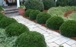 Justin Brouwers Dwarf Boxwood - 6 Pack Of 1 Gallon Pots -Foxtail Plant Shop Boxwood Justin Brouwers In Landscape 1