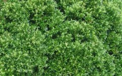 Justin Brouwers Dwarf Boxwood - 1 Gallon Pot 9 Justin Brouwers Dwarf Boxwood - 1 Gallon Pot -Foxtail Plant Shop Boxwood Justin Brouwers Leaves