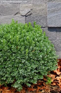 Korean Dwarf Boxwood - Buxus Sinica Var. Insularis 'Nana' - 6 Pack Of 1 Gallon Pots -Foxtail Plant Shop Boxwood Korean Dwarf Insularis Nana 1