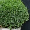 Korean Dwarf Boxwood - Buxus Sinica Var. Insularis 'Nana' - 6 Pack Of 1 Gallon Pots -Foxtail Plant Shop Boxwood Korean Dwarf Insularis Nana 5