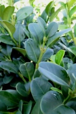 Shadow Sentry Pyramidal Boxwood - 3 Gallon Pot -Foxtail Plant Shop Boxwood Shadow Sentry 1