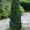 Shadow Sentry Pyramidal Boxwood - 3 Gallon Pot -Foxtail Plant Shop Boxwood Shadow Sentry 2